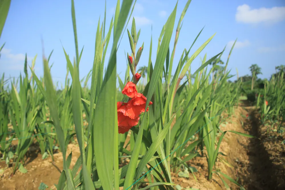 Hoa nở sớm, người dân Quảng Ngãi ngậm ngùi bán lỗ ảnh 6