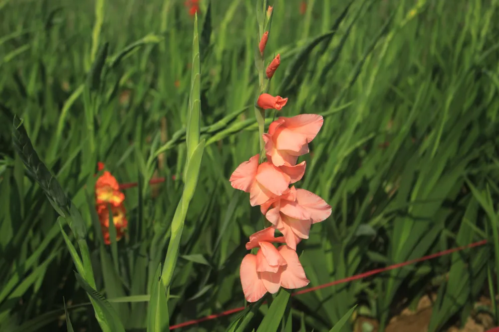 Hoa nở sớm, người dân Quảng Ngãi ngậm ngùi bán lỗ ảnh 5