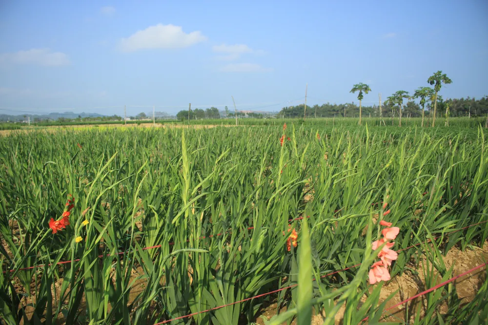 Hoa nở sớm, người dân Quảng Ngãi ngậm ngùi bán lỗ ảnh 1