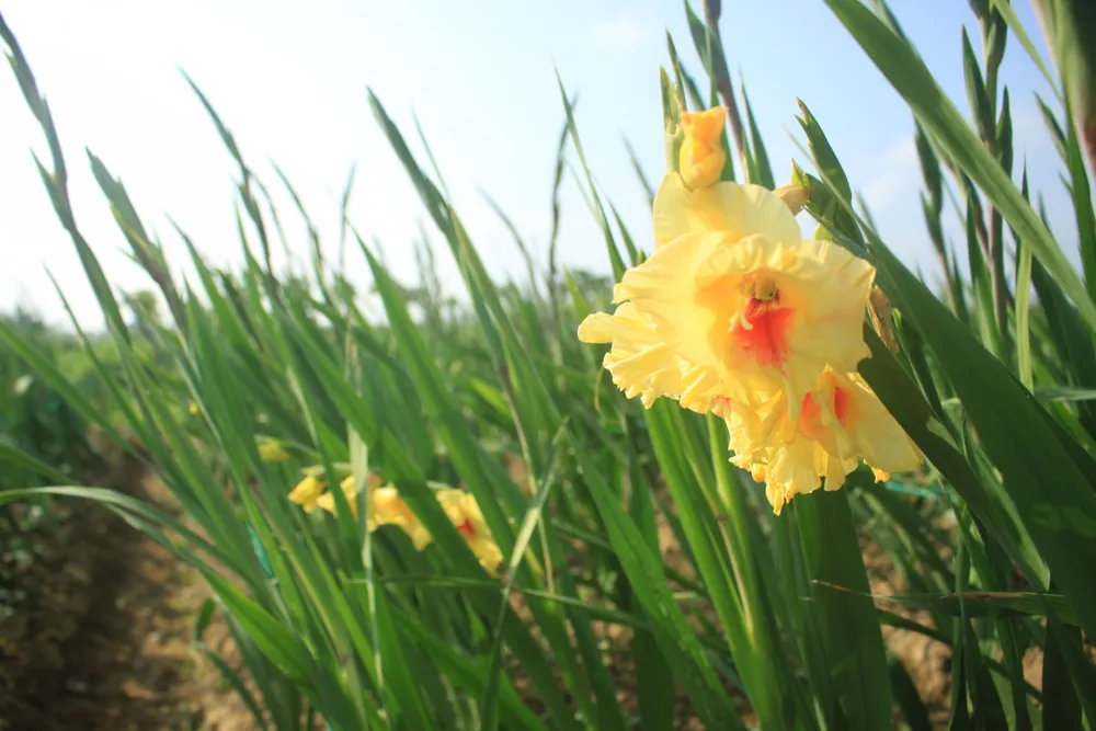 Hoa nở sớm, người dân Quảng Ngãi ngậm ngùi bán lỗ ảnh 4