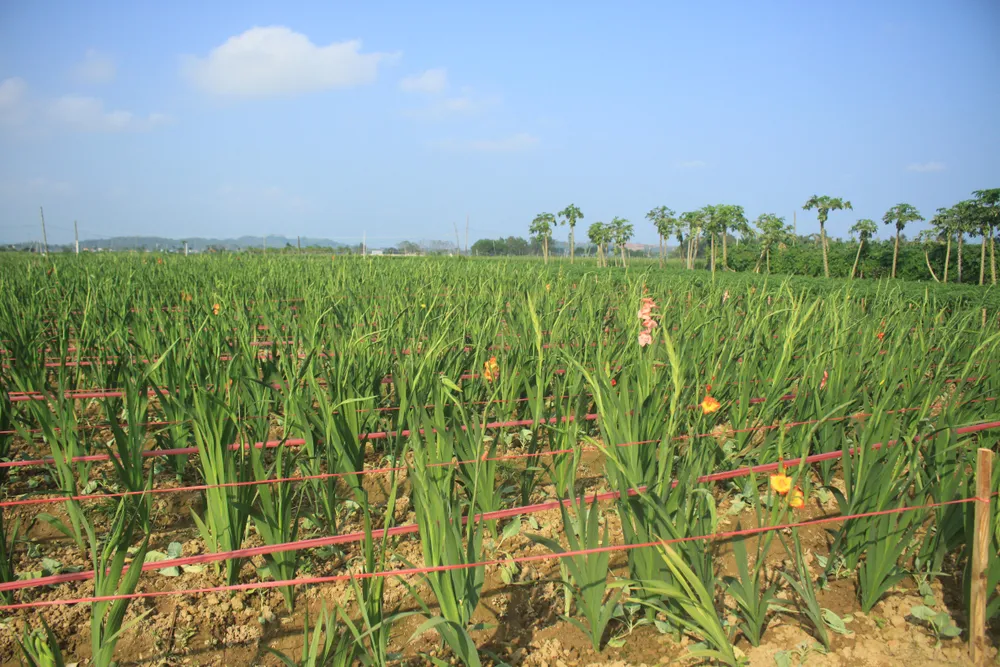 Hoa nở sớm, người dân Quảng Ngãi ngậm ngùi bán lỗ ảnh 3