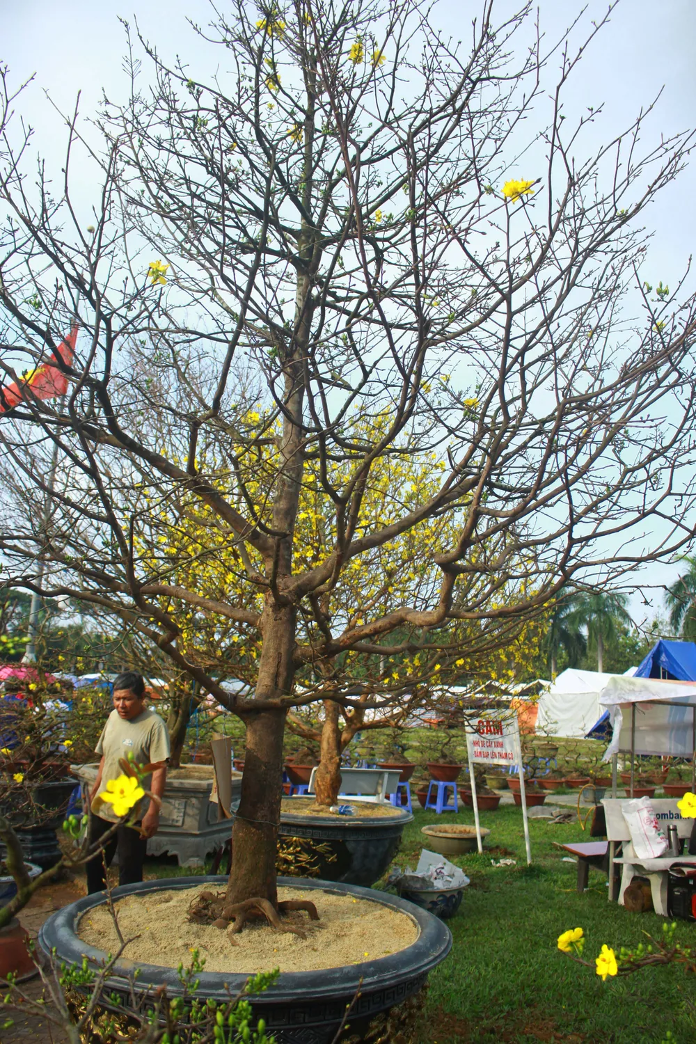 Quảng Ngãi: Nhộn nhịp chợ hoa sớm, hội xuân khai mở ảnh 9