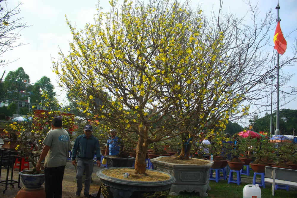 Quảng Ngãi: Nhộn nhịp chợ hoa sớm, hội xuân khai mở ảnh 3