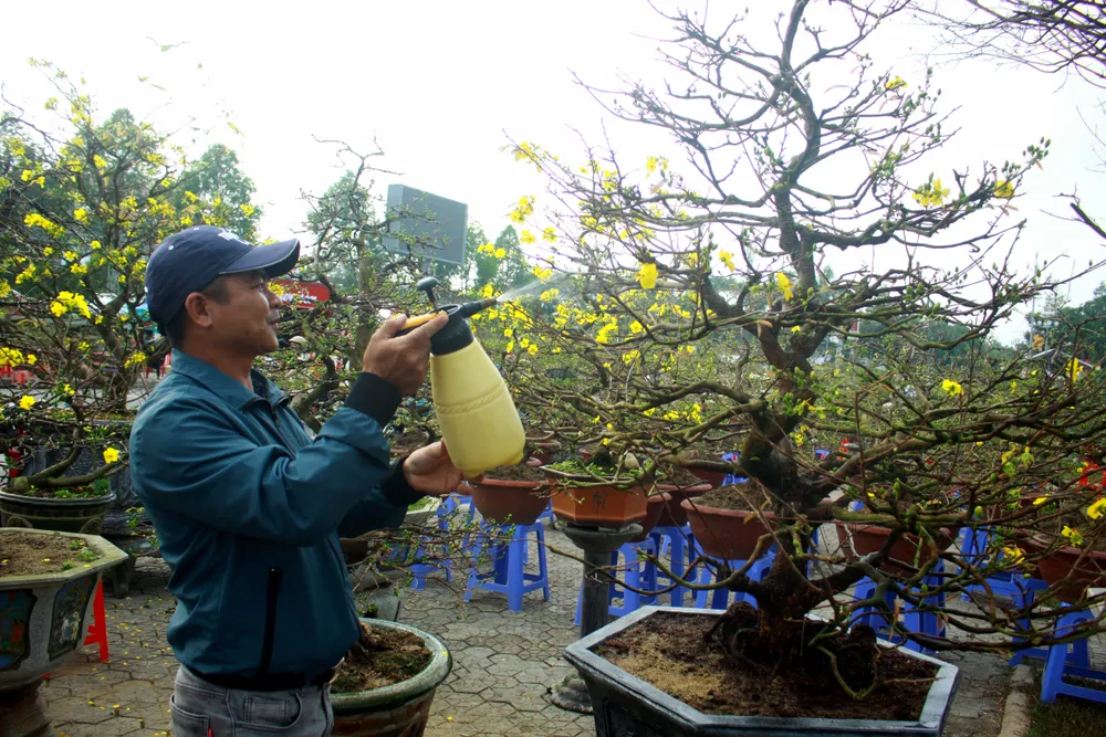 Quảng Ngãi: Nhộn nhịp chợ hoa sớm, hội xuân khai mở ảnh 8