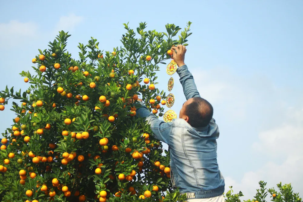 Quảng Ngãi: Nhộn nhịp chợ hoa sớm, hội xuân khai mở ảnh 7