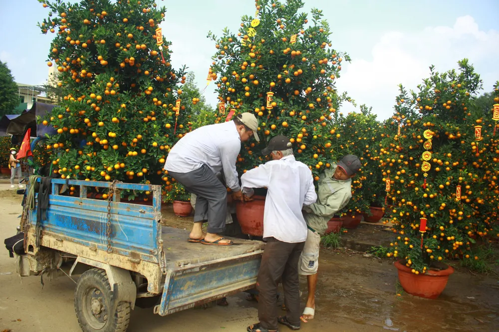 Quảng Ngãi: Nhộn nhịp chợ hoa sớm, hội xuân khai mở ảnh 1