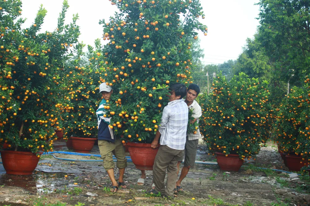 Quảng Ngãi: Nhộn nhịp chợ hoa sớm, hội xuân khai mở ảnh 2