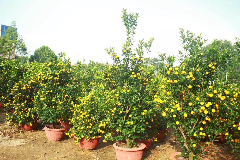 Quảng Ngãi: Nhộn nhịp chợ hoa sớm, hội xuân khai mở ảnh 6