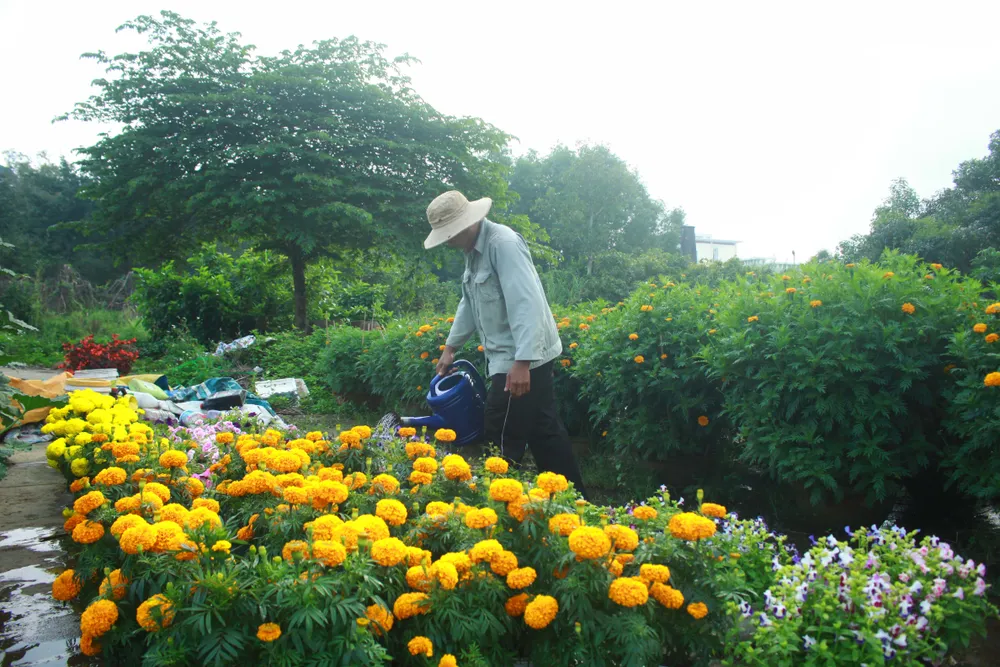 Quảng Ngãi: Nhộn nhịp chợ hoa sớm, hội xuân khai mở ảnh 4