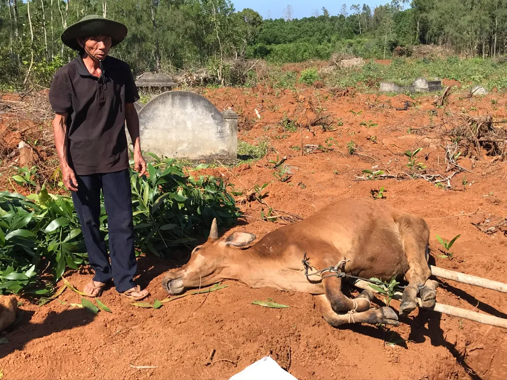 Quảng Ngãi: Bò chết trước tết, người nuôi lo lắng ảnh 1
