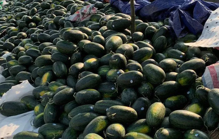 Thanh niên Quảng Ngãi “giải cứu” dưa hấu  ảnh 1