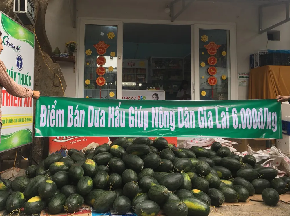 Thanh niên Quảng Ngãi “giải cứu” dưa hấu  ảnh 4