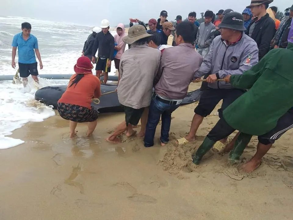 Cá ông chuông 500kg mắc cạn tại biển Quảng Ngãi ảnh 1