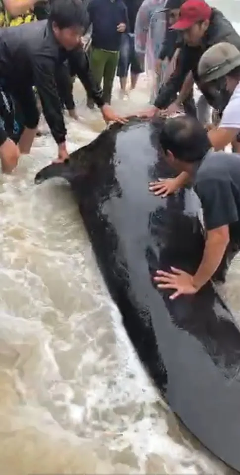 Cá ông chuông 500kg mắc cạn tại biển Quảng Ngãi ảnh 2