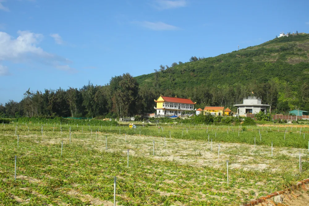 Mùa thu hoạch tỏi trên đảo Lý Sơn ảnh 3