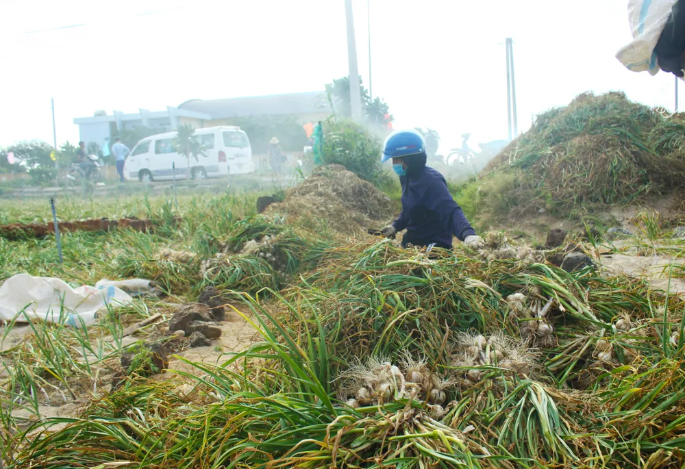 Mùa thu hoạch tỏi trên đảo Lý Sơn ảnh 4