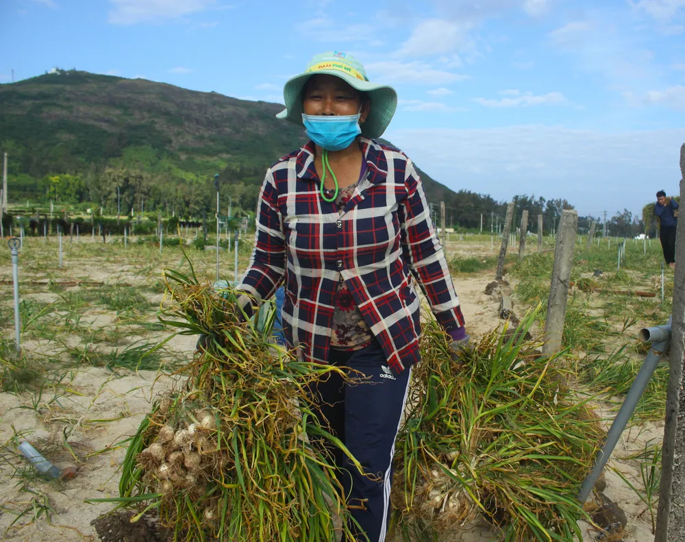 Mùa thu hoạch tỏi trên đảo Lý Sơn ảnh 6