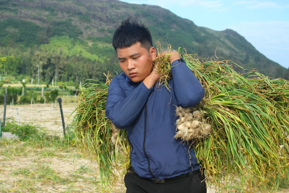Mùa thu hoạch tỏi trên đảo Lý Sơn ảnh 7