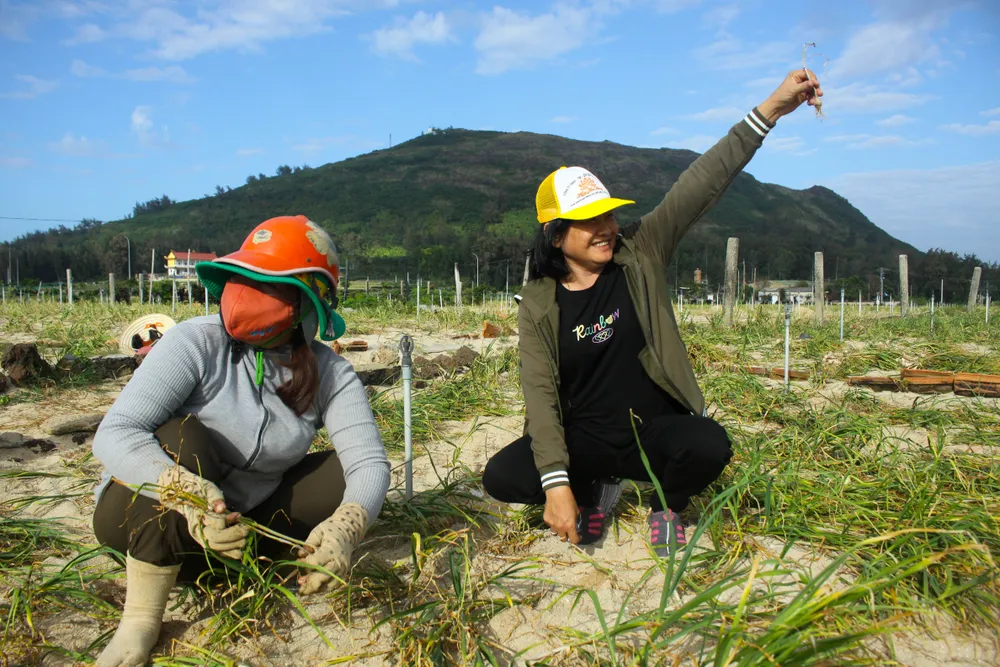 Mùa thu hoạch tỏi trên đảo Lý Sơn ảnh 5