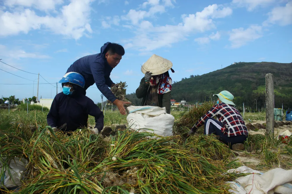 Mùa thu hoạch tỏi trên đảo Lý Sơn ảnh 8