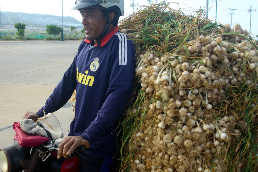 Mùa thu hoạch tỏi trên đảo Lý Sơn ảnh 11