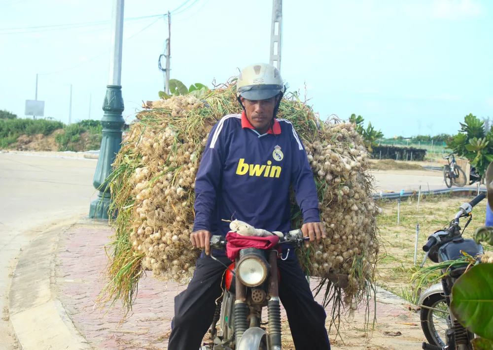 Mùa thu hoạch tỏi trên đảo Lý Sơn ảnh 10