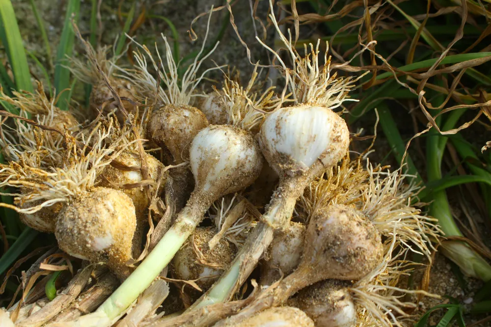 Mùa thu hoạch tỏi trên đảo Lý Sơn ảnh 9