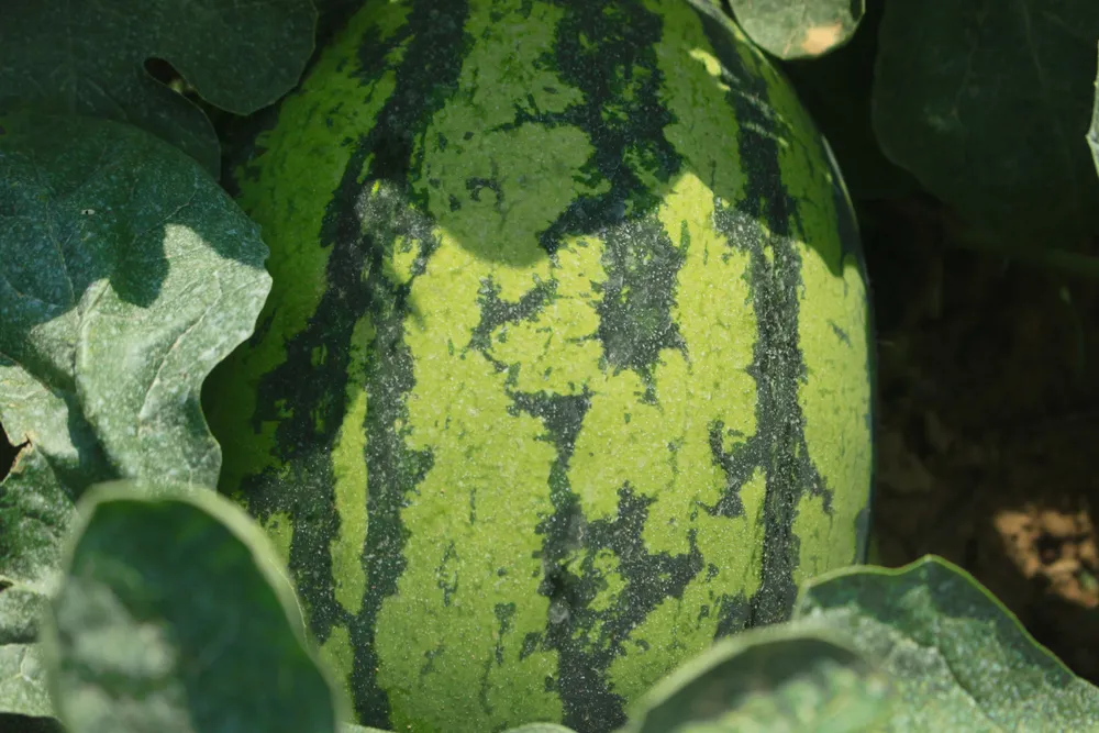 Quảng Ngãi: Dưa hấu nhích dần lên mức 4.000 đồng/kg ảnh 3