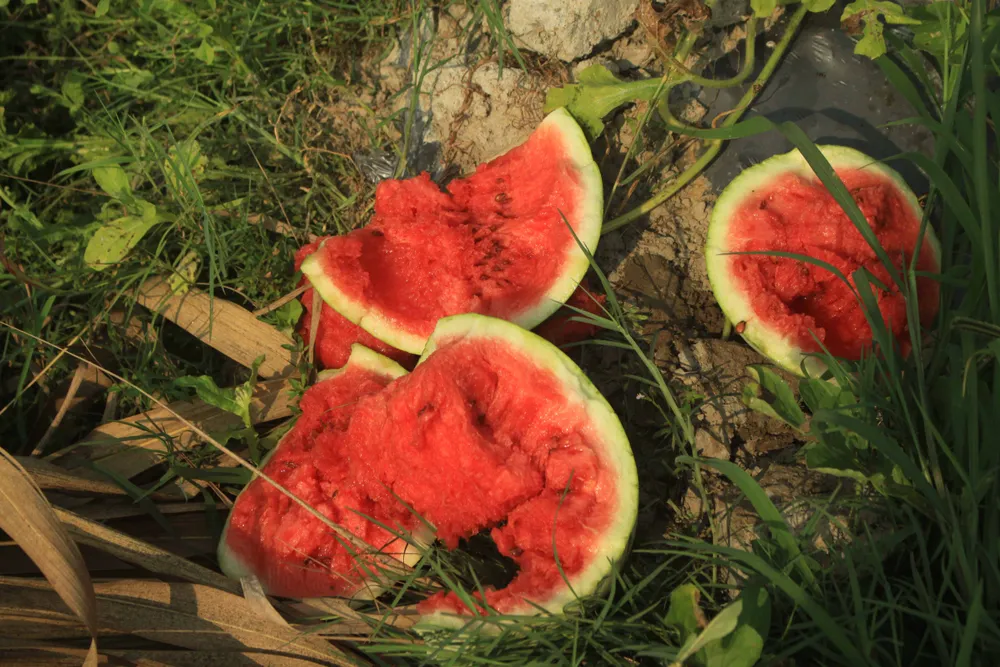 Dưa hấu chín rục, nông dân Quảng Ngãi đỏ mắt tìm người mua ảnh 3