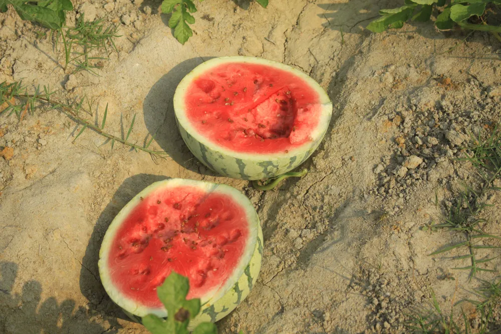 Dưa hấu chín rục, nông dân Quảng Ngãi đỏ mắt tìm người mua ảnh 4