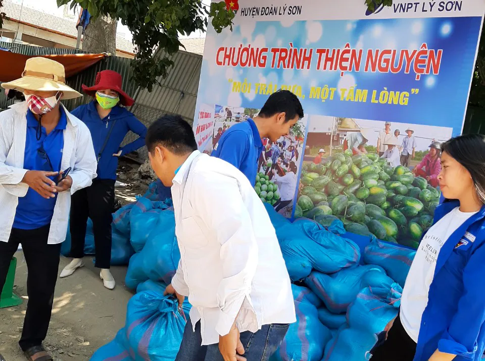 Dưa hấu ở Quảng Ngãi “giải cứu” đến bao giờ? ảnh 1