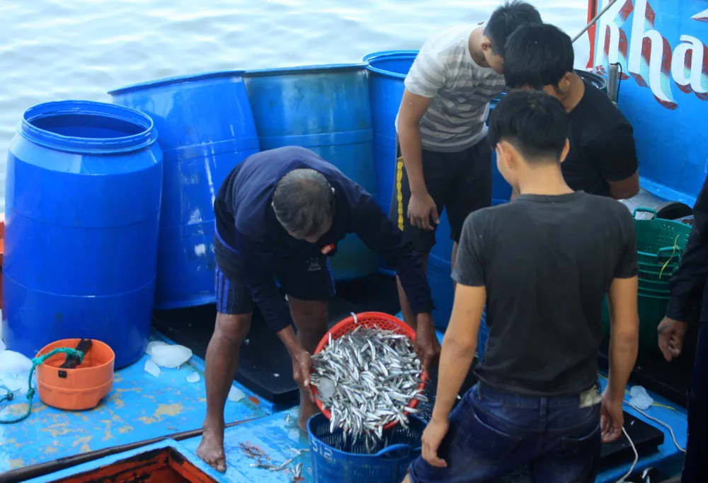 Ngư dân Quảng Ngãi trúng đậm cá cơm ảnh 4