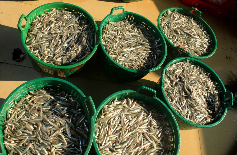 Ngư dân Quảng Ngãi trúng đậm cá cơm ảnh 6