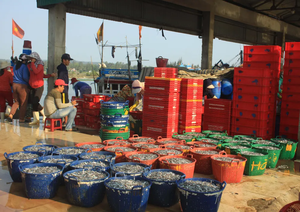 Ngư dân Quảng Ngãi trúng đậm cá cơm ảnh 8