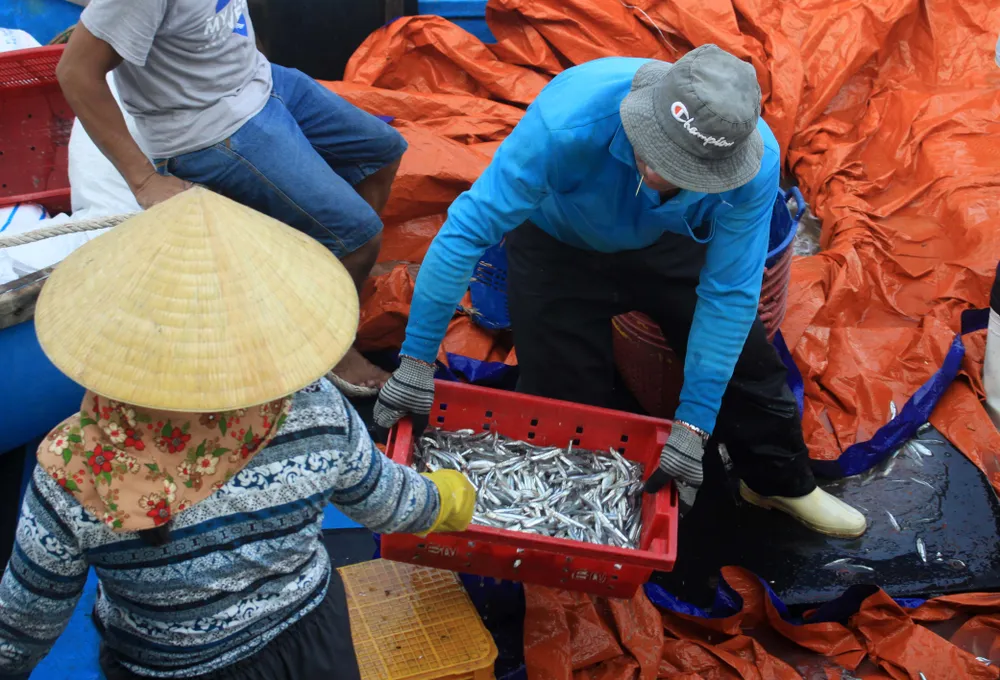 Ngư dân Quảng Ngãi trúng đậm cá cơm ảnh 1
