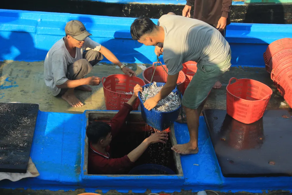 Ngư dân Quảng Ngãi trúng đậm cá cơm ảnh 3