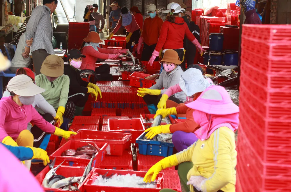 Trúng cá "khủng" nhưng giá rẻ bèo, ngư dân Quảng Ngãi chịu lỗ  ảnh 2