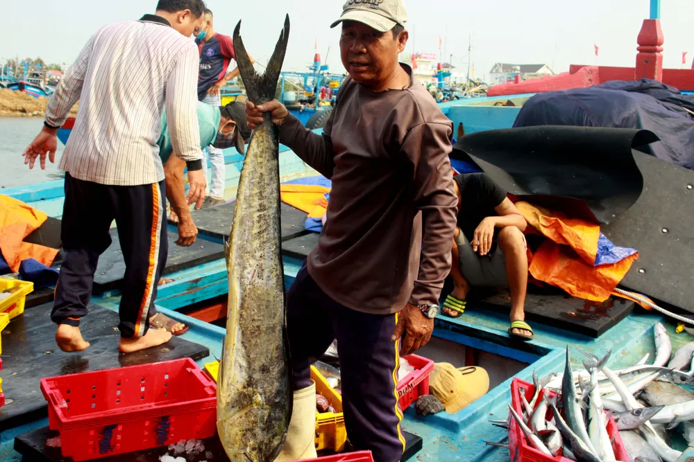 Trúng cá "khủng" nhưng giá rẻ bèo, ngư dân Quảng Ngãi chịu lỗ  ảnh 6