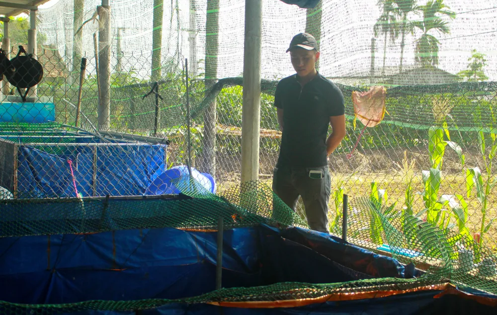 Thanh niên trẻ khởi nghiệp từ cá Koi ảnh 3