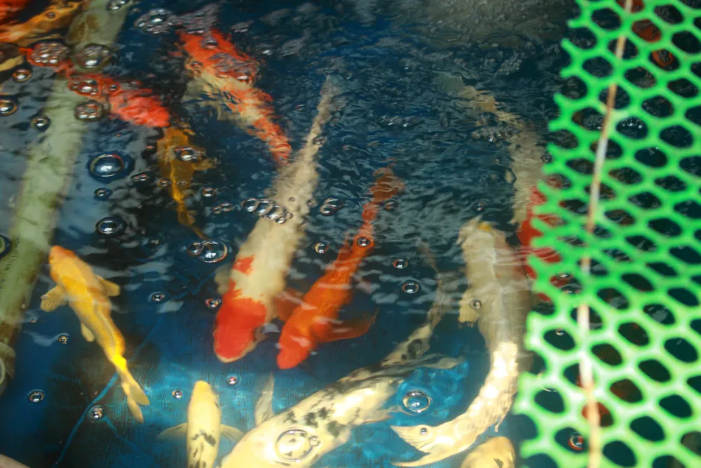 Thanh niên trẻ khởi nghiệp từ cá Koi ảnh 11