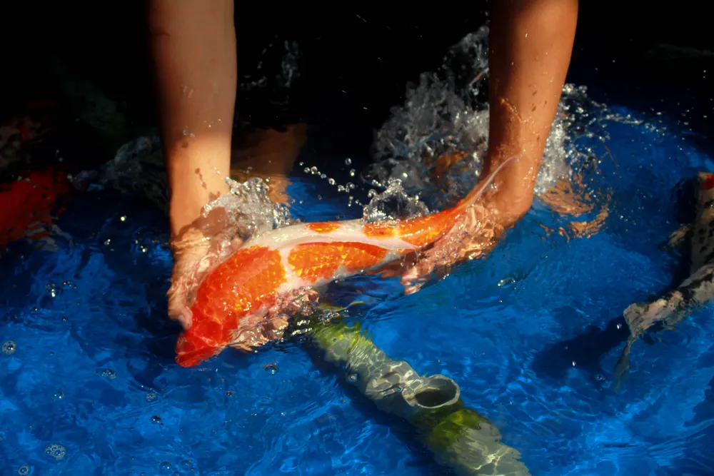 Thanh niên trẻ khởi nghiệp từ cá Koi ảnh 8