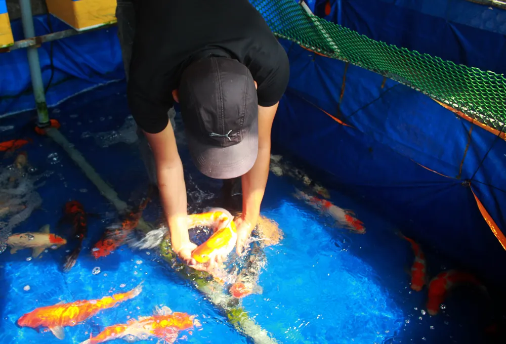 Thanh niên trẻ khởi nghiệp từ cá Koi ảnh 7