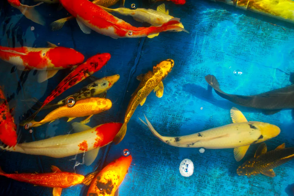 Thanh niên trẻ khởi nghiệp từ cá Koi ảnh 9