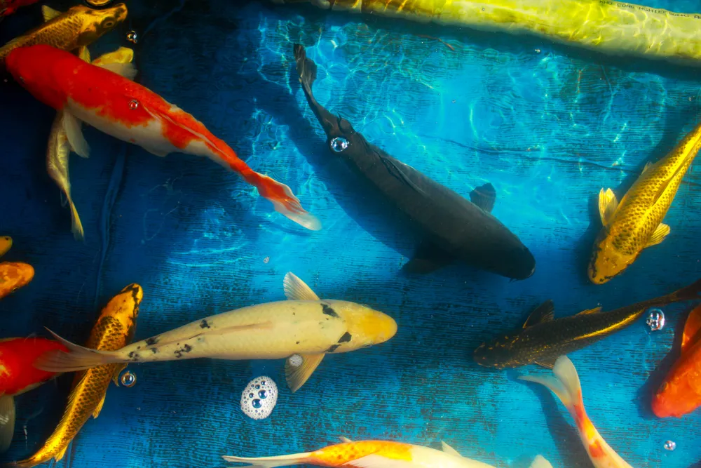 Thanh niên trẻ khởi nghiệp từ cá Koi ảnh 10