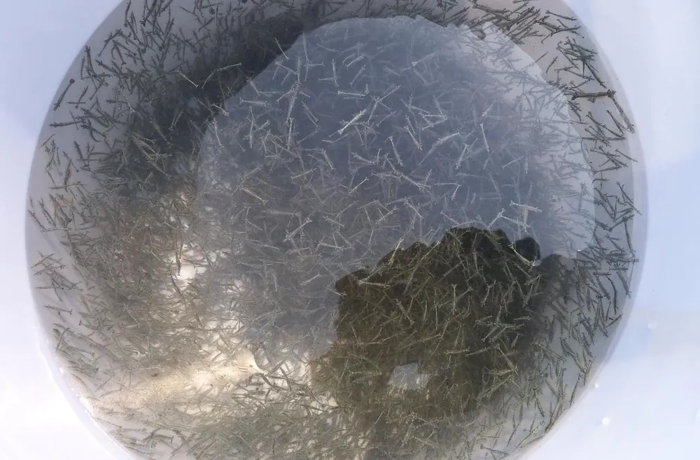 Quảng Ngãi: Thả 1,5 triệu giống tái tạo nguồn lợi thủy sản ảnh 2