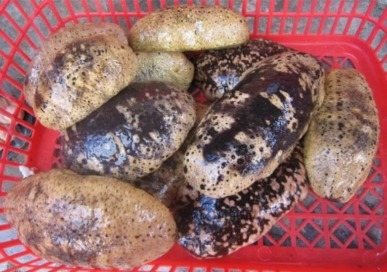 Đề xuất bảo tồn 5 nguồn gen hải sản nguy cấp, quý hiếm bản địa đảo Lý Sơn ảnh 1