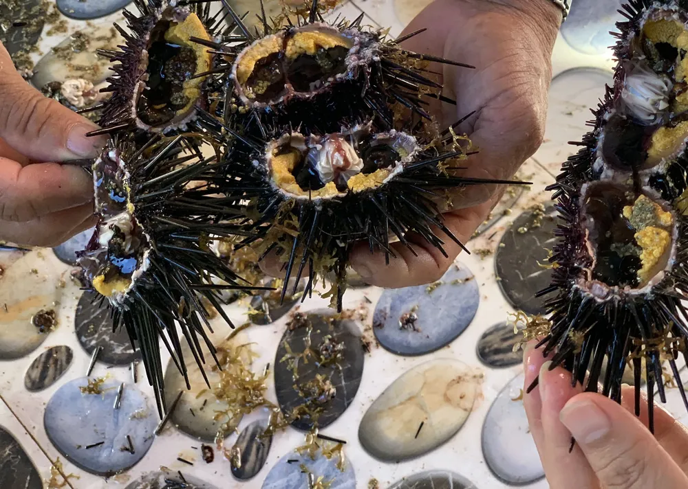 Quảng Ngãi: Săn nhum biển làm thành đặc sản “mắm nhum” ảnh 1