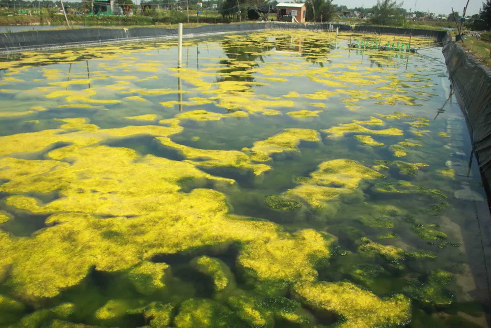 Quảng Ngãi: Tôm thẻ chân trắng chết hàng loạt, người nuôi lo lắng ảnh 3