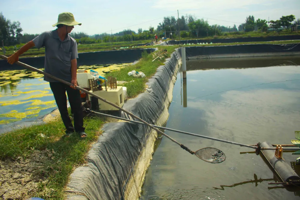 Quảng Ngãi: Tôm thẻ chân trắng chết hàng loạt, người nuôi lo lắng ảnh 1