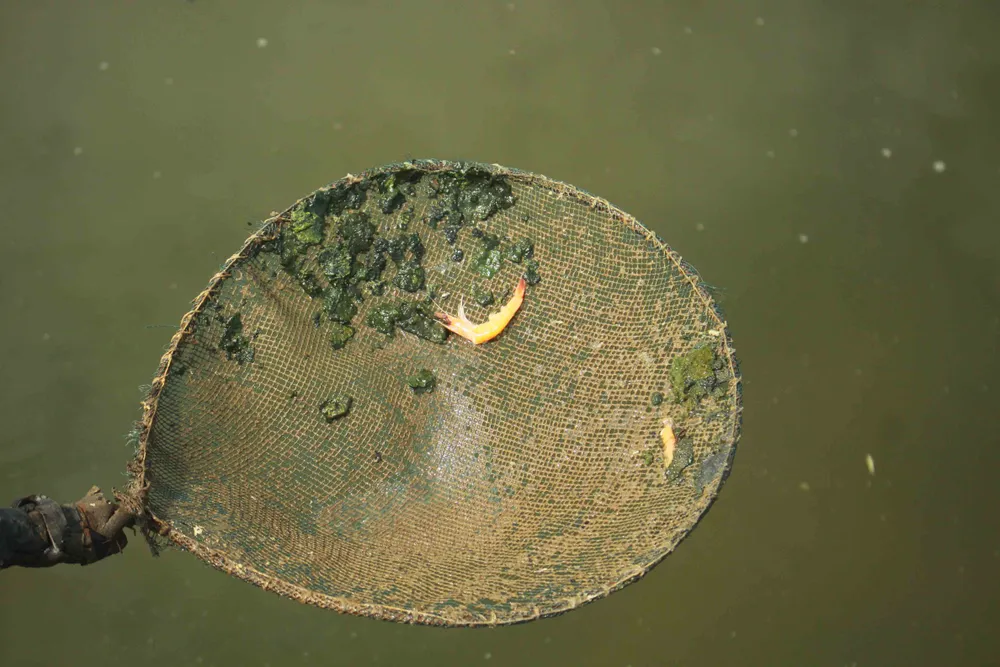 Quảng Ngãi: Tôm thẻ chân trắng chết hàng loạt, người nuôi lo lắng ảnh 2